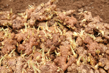 Fresh Ginger Rhizomes with Yellow Buds and Seeds from Shandong China Agriculture