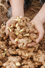Fresh Ginger Root Harvest with Yellow Sprouts and Seedlings in Farmer's Hands
