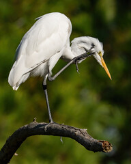 Great Egret posing and in flight