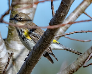 Yellow Rumped Warbler on a branch