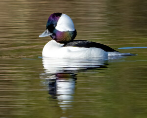 Bufflehead ducks swimming in the lake