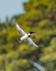 Male Kingfisher bird looking for food.