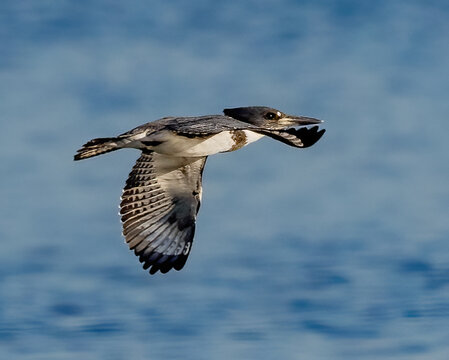 Male Kingfisher bird looking for food. - Powered by Adobe