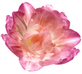 Pink  tulip flower  on  isolated background with clipping path. Closeup. For design. Transparent background. 