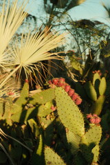 Close up of flowering green cactus plant in san diego california