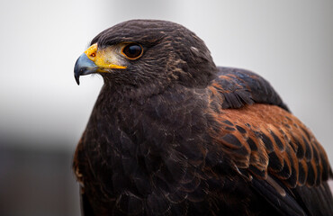 Jack, a male hawk, perches on his trainer's arm at a Bird