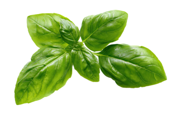 Fresh green basil leaves with a dark background