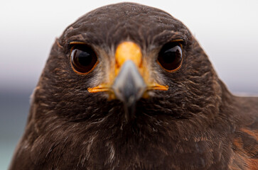 Jack, a male hawk, perches on his trainer's arm at a Bird