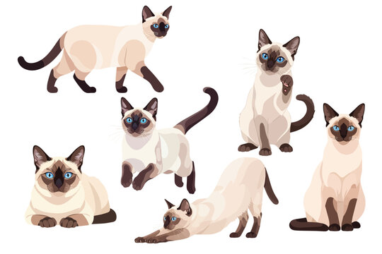 Cream Siamese Cat with Blue Eyes Multi Pose Collection Flat Vector Illustration on White Background