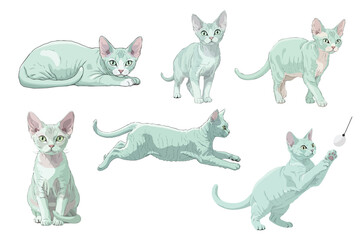 Pale Mint Devon Rex Cat Multiple Poses Flat Vector Illustration Isolated on White Background