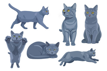 Soft Slate Blue Chartreux Cat Multiple Poses Flat Vector Illustration Isolated on White Background
