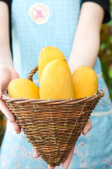 Fresh Tropical Mangoes in Wicker Basket - Yunnan Ivory Variety Fruit Display