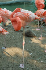 Beautiful flock of pink flamingoes sleeping and standing on one leg