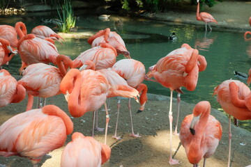 Beautiful flock of pink flamingoes sleeping and standing on one leg