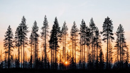 A dense silhouette of pine trees against a vibrant orange and yellow sunset sky, with the sun peeking through the trees.