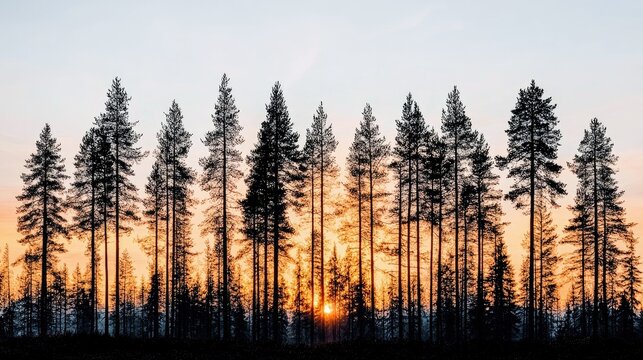 A dense silhouette of pine trees against a vibrant orange and yellow sunset sky, with the sun peeking through the trees.