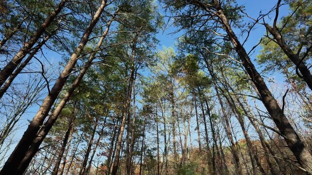 POV view skywards at pine tree tops with green foliage on sunny day. Sun rays come through the tree crowns