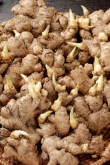 Fresh Ginger Root with Green Sprouts on Bamboo Mat - Organic Asian Spice from Shandong Yunnan China