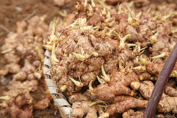 Fresh Ginger Sprouts and Seedlings Growing in Yunnan China - Organic Root Vegetables with Yellow Shoots
