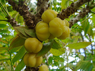 Star Gooseberry Fruits on Tree Branch. Tropical Sour Yellow Berries.