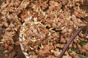 Fresh Ginger Sprouts with Yellow Seedlings in Basket - Yunnan Market Display