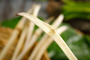 Fresh Bamboo Shoots Growing Naturally with Green Leaves Background - Organic Root Vegetables