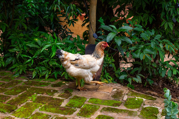 Rustic Garden with Chickens Walking Outdoors
