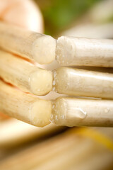 Fresh Lotus Root Vegetables Freshly Dug from Honghu Wetlands with Natural Hollow Chambers