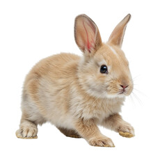 Obraz premium Cute tan baby rabbit isolated on transparent background