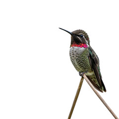 Obraz premium Anna s hummingbird perched on a thin branch isolated on transparent background