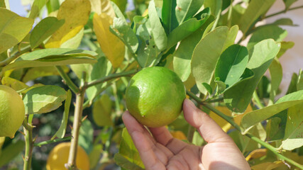 Hand Picking Fresh Ripe Lemon from Tree in Sunny Citrus Orchard