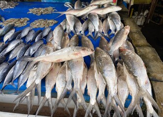 Freshly Caught Various Fish and Shrimp Displayed for Sale on a Vibrant Blue Tarp at a Bustling...
