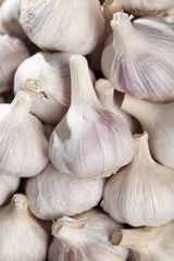 Fresh Shandong Farm Garlic Bulbs Close-Up - White Organic Vegetables with Purple Striations