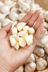 Fresh Peeled Garlic Cloves in Hands - Shandong Henan Farm Produce