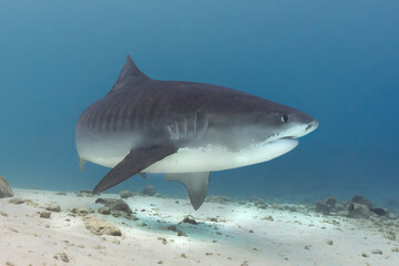 Fototapeta premium Tiger Shark Maldives
