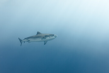 Tiger Shark Underwater Maldives