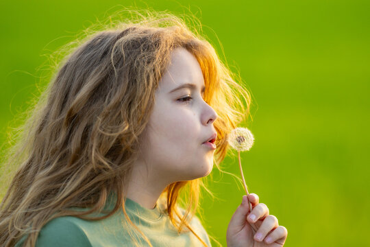 The child blows a dandelion. Kid play with dandelions on summer field. The child dreams. Kid enjoys the summer and blows dandelion seeds. Child on the summer meadow. The kid is blowing a dandelion.