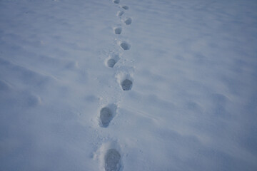 Winter footpath. Snowy steps on snow. Path in wintry forest with footprints. Footprints in fresh snow. Winter path.