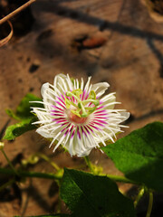 Close-up view of a blooming wild flower on a sunny day. 