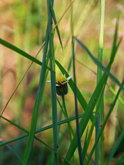 Close-up view of a little flower amidst the grass. 