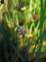 Close-up view of a blooming flower amidst the bushes on a sunny day. 