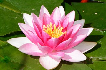 Discover luminous night blooming cereus flowers in full bloom, a captivating botanical display perfect for nature enthusiasts and floral designers