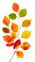 Fototapeta premium Colorful autumn leaves on a branch against white backdrop