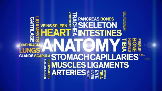 Anatomy animated word cloud-text design animation tag kinetic typography seamless loop.