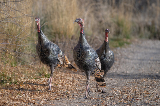 Three Wild Turkeys