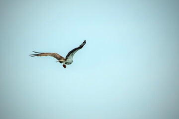 Osprey bird of prey Pandion haliaetus flying across