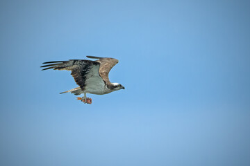 Obraz premium Osprey bird of prey Pandion haliaetus flying across