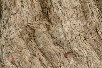 Close-up of tree trunk texture, wooden background with natural bark