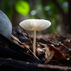 Elegant White Mushroom With Ribbed Cap on Mossy Forest Ground