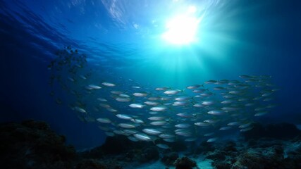 Stunning underwater scene with fish and beautiful sunlight rays